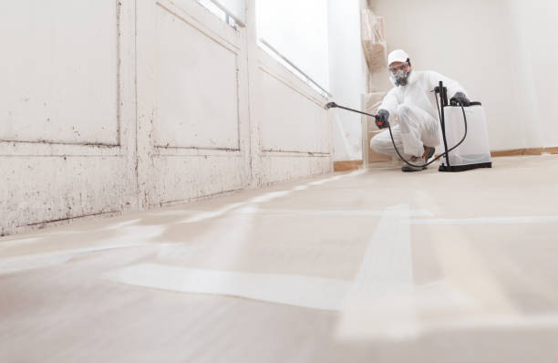 24/7 Emergency Basement Mold Removal experts in New Freedom, PA