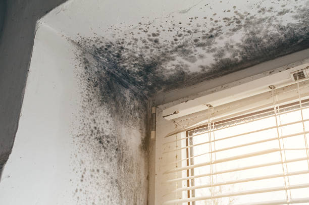 Affordable Basement Mold Removal solutions in New Freedom, PA